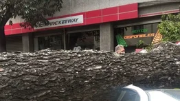 Desplome de un árbol deja varios heridos y vehículos dañados en Quinta Crespo