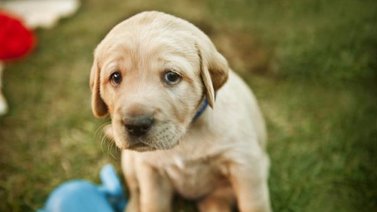 ¿Por qué mi cachorro llora mucho?