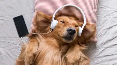 Beneficios de la musicoterapia canina Beneficios de la musicoterapia canina