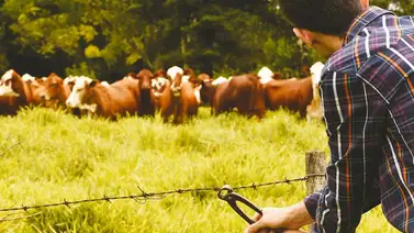Capturan a dos integrantes de banda dedicada al hurto de ganado en Zulia Capturan a dos integrantes de banda dedicada al hurto de ganado en Zulia