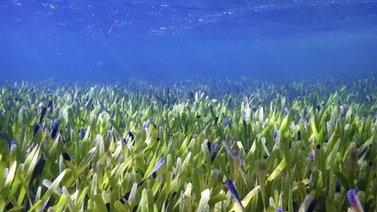 Descubren la planta más grande del mundo en Australia