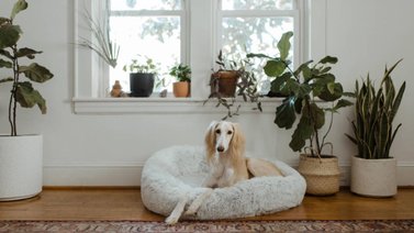 Selecciona la cama correcta para el perro