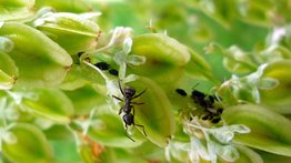 Elimina las hormigas de las plantas de forma rápida