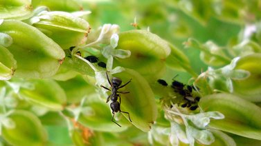 Elimina las hormigas de las plantas de forma rápida