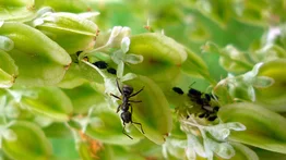 Elimina las hormigas de las plantas de forma rápida