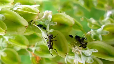 Elimina las hormigas de las plantas de forma rápida Elimina las hormigas de las plantas de forma rápida