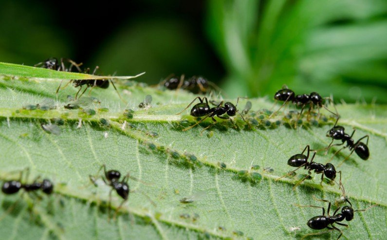 Elimina las hormigas de las plantas de forma rápida Elimina las hormigas de las plantas de forma rápida