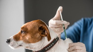 Misión Nevado: Jornada de atención veterinaria en Caracas