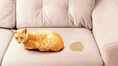 Entérate por qué los gatos marcan territorio Entérate por qué los gatos marcan territorio