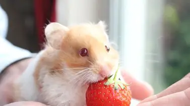 ¿Qué frutas pueden comer los hámsters? ¿Qué frutas pueden comer los hámsters?