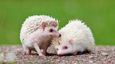 Por qué se da el albinismo en los animales