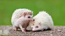 Por qué se da el albinismo en los animales