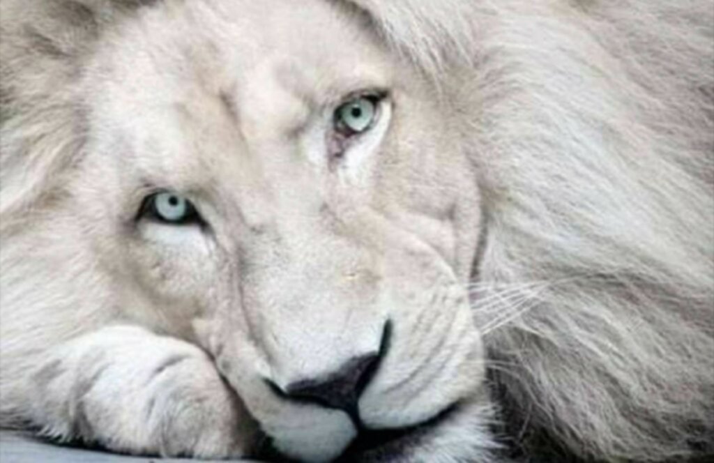 Por qué se da el albinismo en los animales
