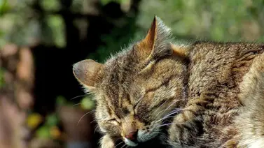 ¿Qué hacer si el gato ha sido envenenado? ¿Qué hacer si el gato ha sido envenenado?