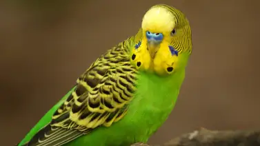 Cuidados del periquito australiano Cuidados del periquito australiano