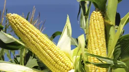 Fedeagro: La producción de maíz crecerá un 17 %