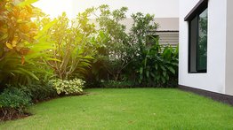 Grama que puedes tener en el jardín