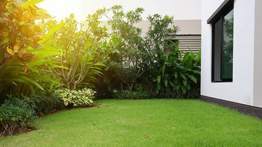 Grama que puedes tener en el jardín