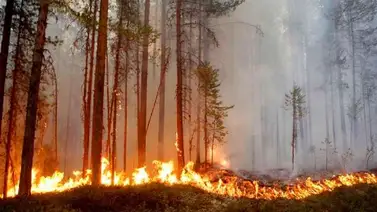Incendios en Honduras dejan más de 78 mil hectáreas de bosques afectadas Incendios en Honduras dejan más de 78 mil hectáreas de bosques afectadas
