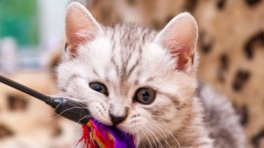 Cuál es el juguete ideal para el gato