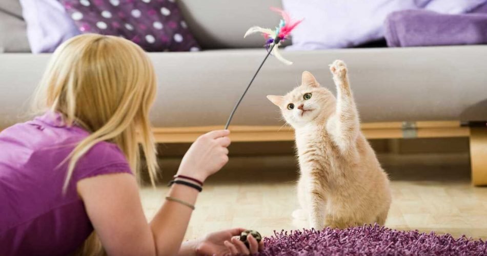 Cuál es el juguete ideal para el gato Cuál es el juguete ideal para el gato
