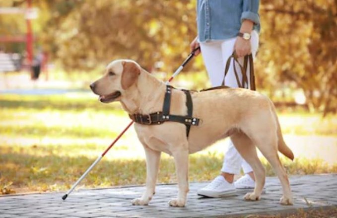 Cuáles son las mejores razas para ser un perro guía Cuáles son las mejores razas para ser un perro guía