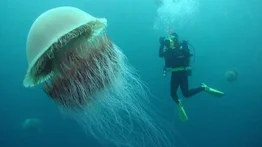 Crin de león: la medusa más grande del mundo