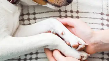 ¿Qué hacer para superar la pérdida de una mascota? ¿Qué hacer para superar la pérdida de una mascota?