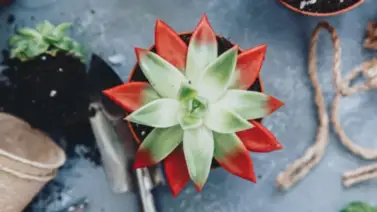 Guía para cambiar el color de tus suculentas Guía para cambiar el color de tus suculentas