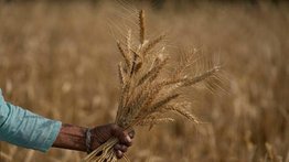 Trigo sube casi al 6% y deja nuevo récord en dos meses