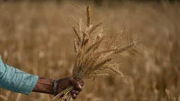 Trigo sube casi al 6% y deja nuevo récord en dos meses