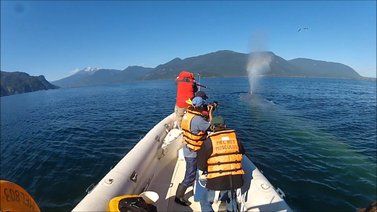Ballena derriba embarcación en las costas de Sinaloa