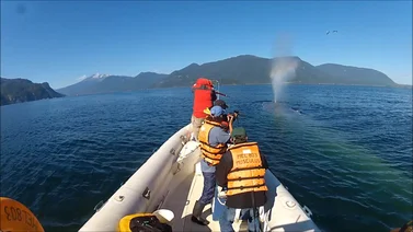 Ballena derriba embarcación en las costas de Sinaloa