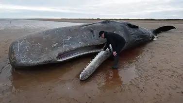 Cachalote adulto aparece muerto en los cayos de Florida Cachalote adulto aparece muerto en los cayos de Florida