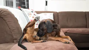 Razones que llevan al perro a rascarse el ano Razones que llevan al perro a rascarse el ano