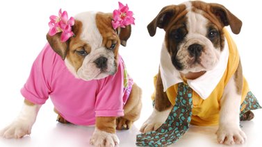 Hembra o macho: ¿cuál es mejor para adoptar?