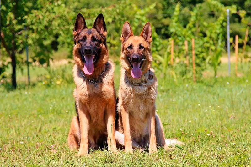 Hembra o macho: ¿cuál es mejor para adoptar? Hembra o macho: ¿cuál es mejor para adoptar?