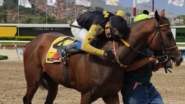 El invicto Amelazado rumbo al José Antonio Páez Gr.I