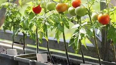 Tipos de macetas para hacer un huerto en casa Tipos de macetas para hacer un huerto en casa