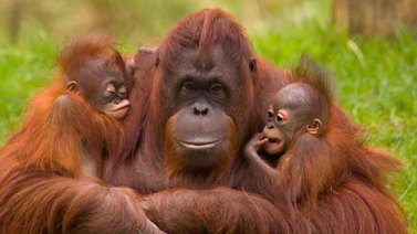 Las mejores madres protectoras del reino animal