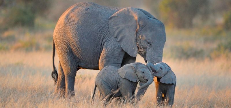 Las mejores madres protectoras del reino animal Las mejores madres protectoras del reino animal