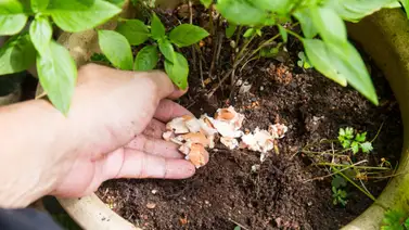 Fertiliza tus plantas con nutrientes orgánicos Fertiliza tus plantas con nutrientes orgánicos