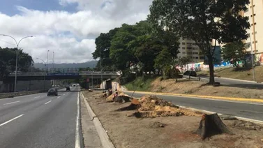 "Bajo la sombra de un árbol hay bienestar": ambientalistas rechazan la tala en Caracas