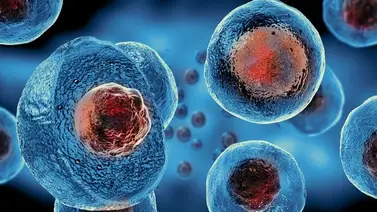 Células "estresadas" abren camino para prevenir las enfermedades neurodegenerativas Células "estresadas" abren camino para prevenir las enfermedades neurodegenerativas