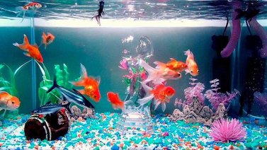 Peces adecuados para tener en una pecera