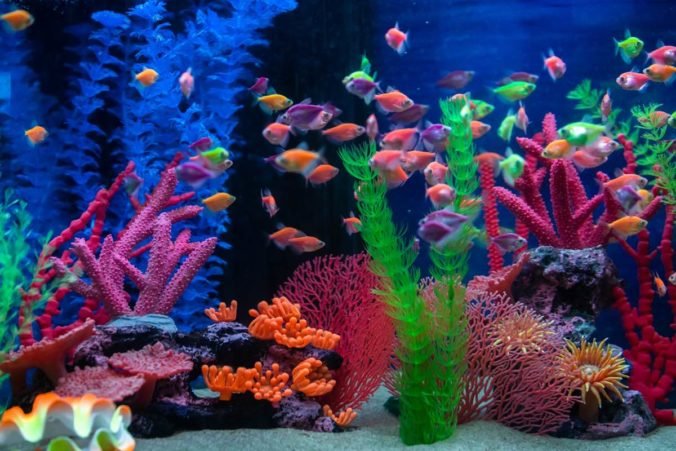 Peces adecuados para tener en una pecera Peces adecuados para tener en una pecera