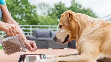 ¿Cuántas veces al día debe comer el perro? ¿Cuántas veces al día debe comer el perro?