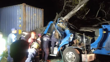 Desplome de un árbol causó la muerte de un camionero en La Guaira