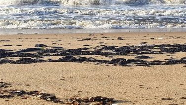 Reportan nuevo derrame de petróleo en costas de Anzoátegui