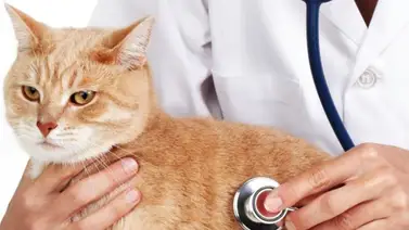 ¿Cómo afecta la insuficiencia renal a los gatos? ¿Cómo afecta la insuficiencia renal a los gatos?